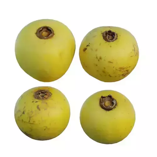 Diospyros decandra 02