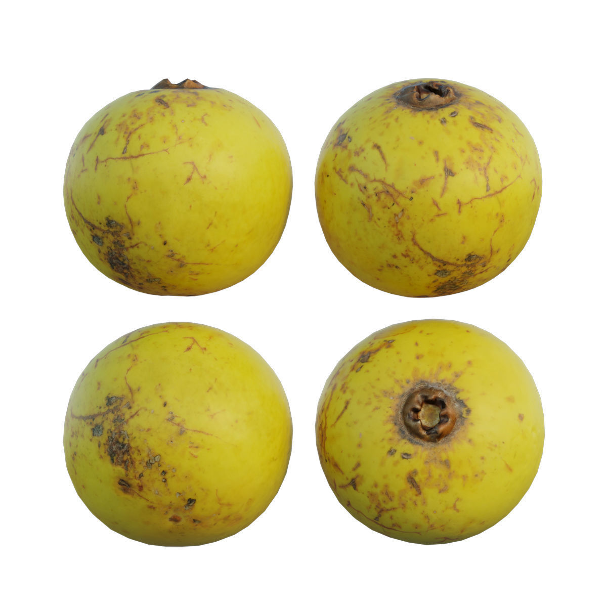 Diospyros decandra 02 3D model_5