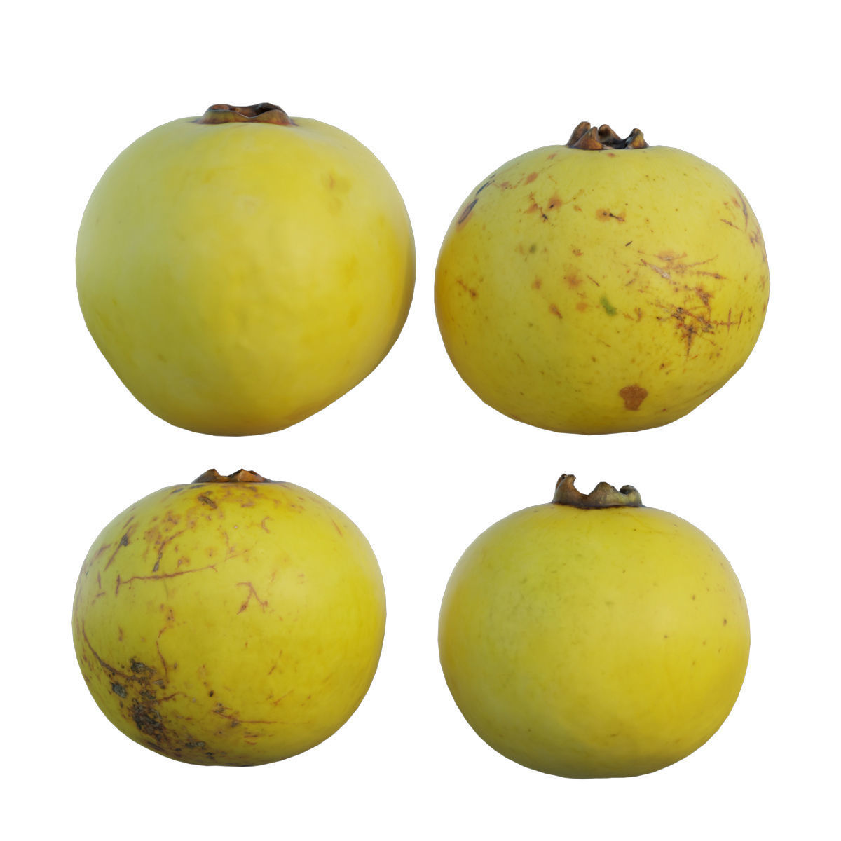 Diospyros decandra 02 3D model_2