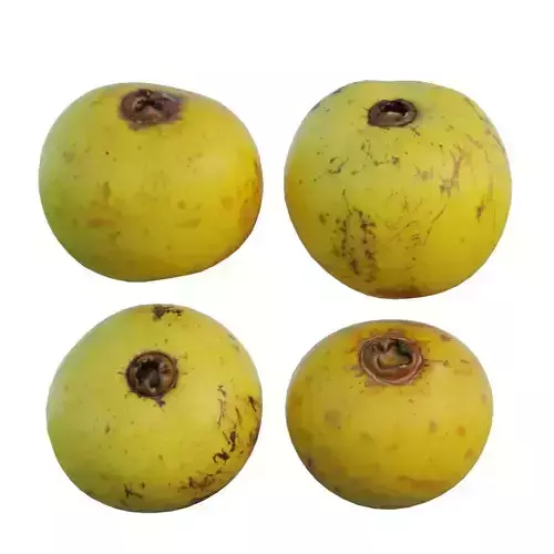 Diospyros decandra 03