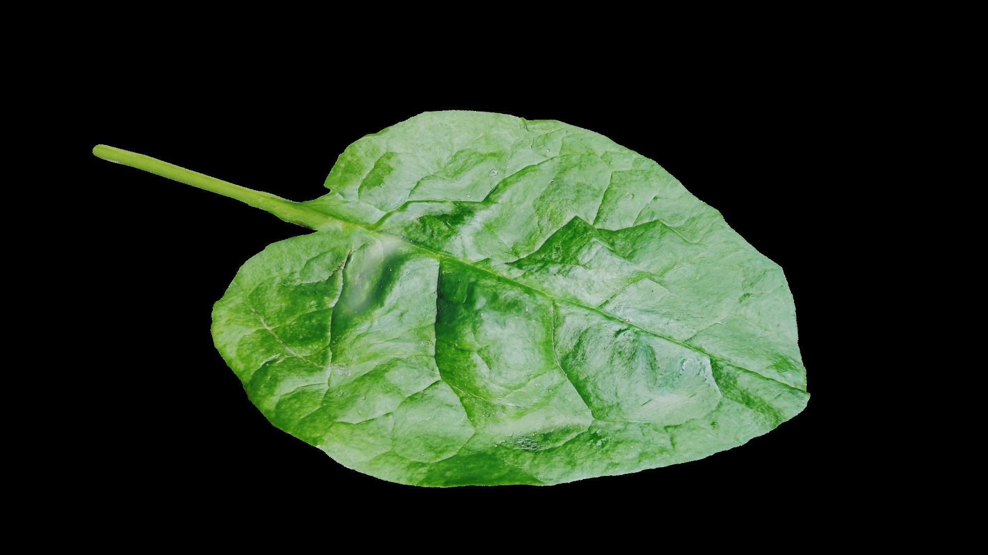 Spinach leaf of Low-poly 3D model_5