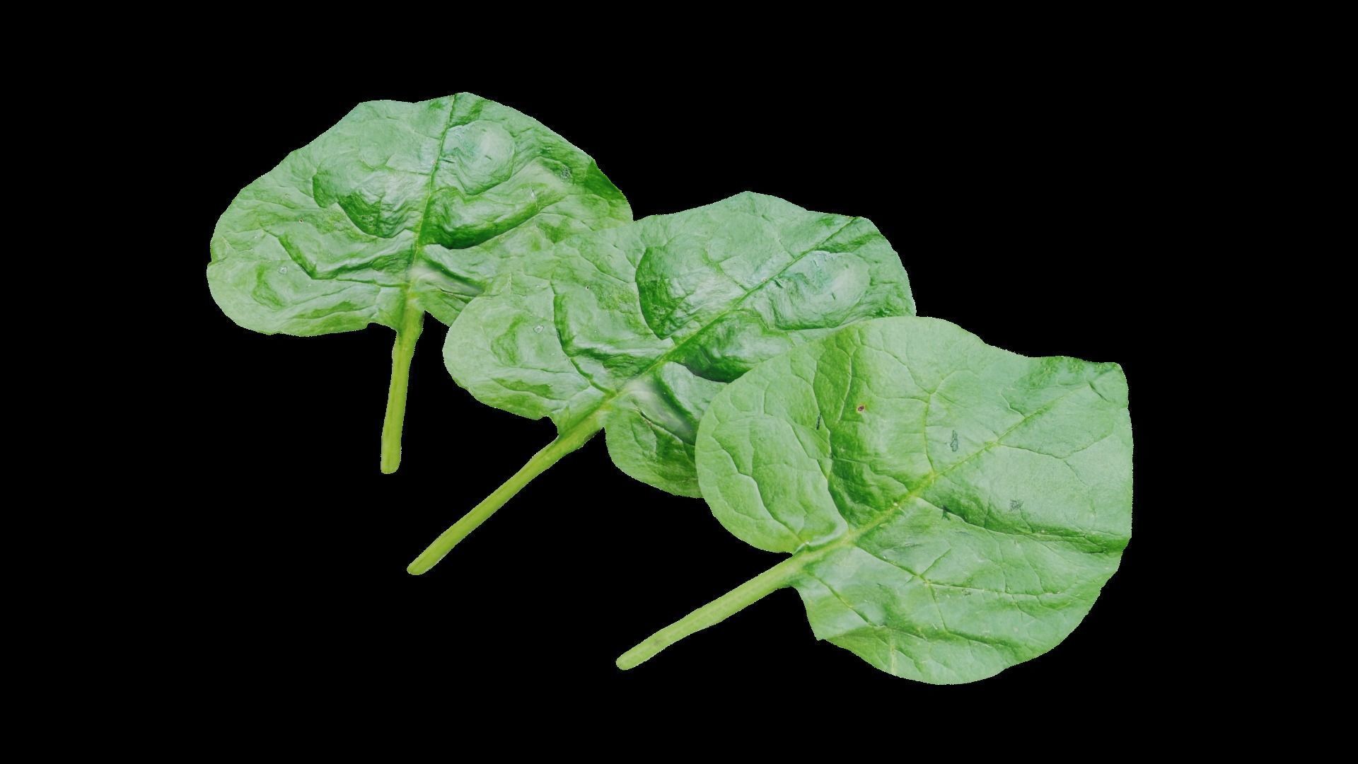 Spinach leaf of Low-poly 3D model_1