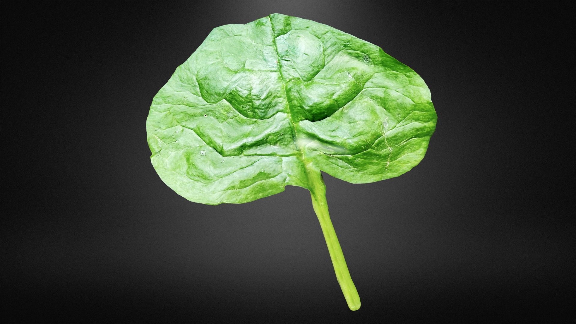Spinach leaf of Low-poly 3D model_6