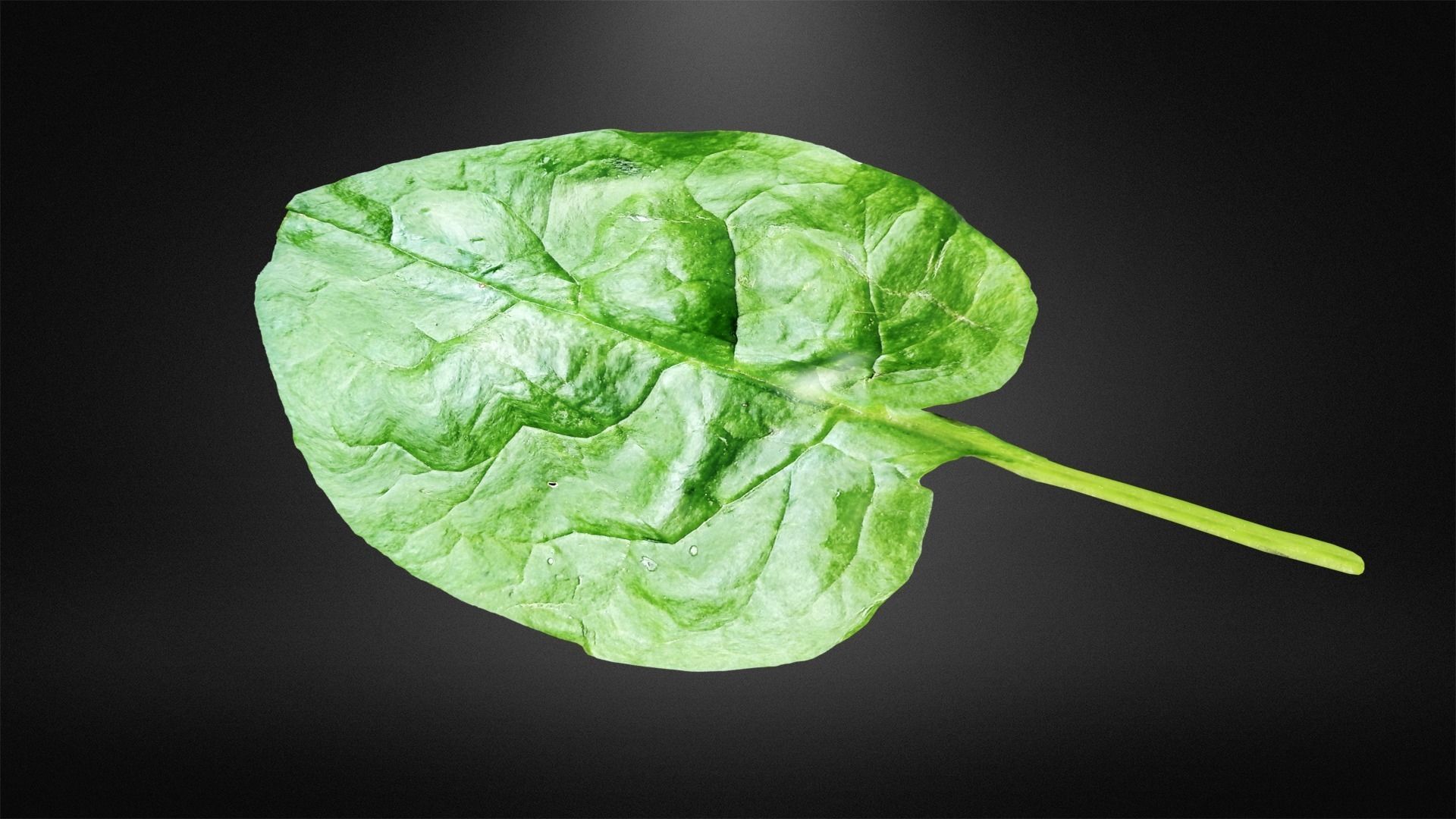 Spinach leaf of Low-poly 3D model_3