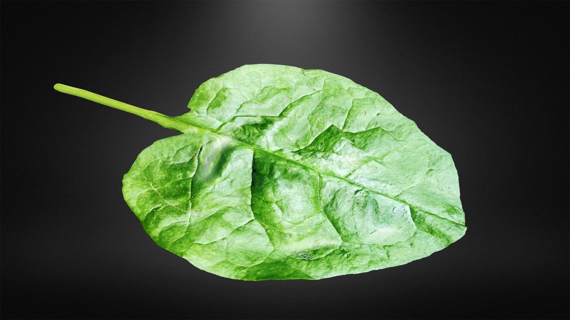 Spinach leaf of Low-poly 3D model_4
