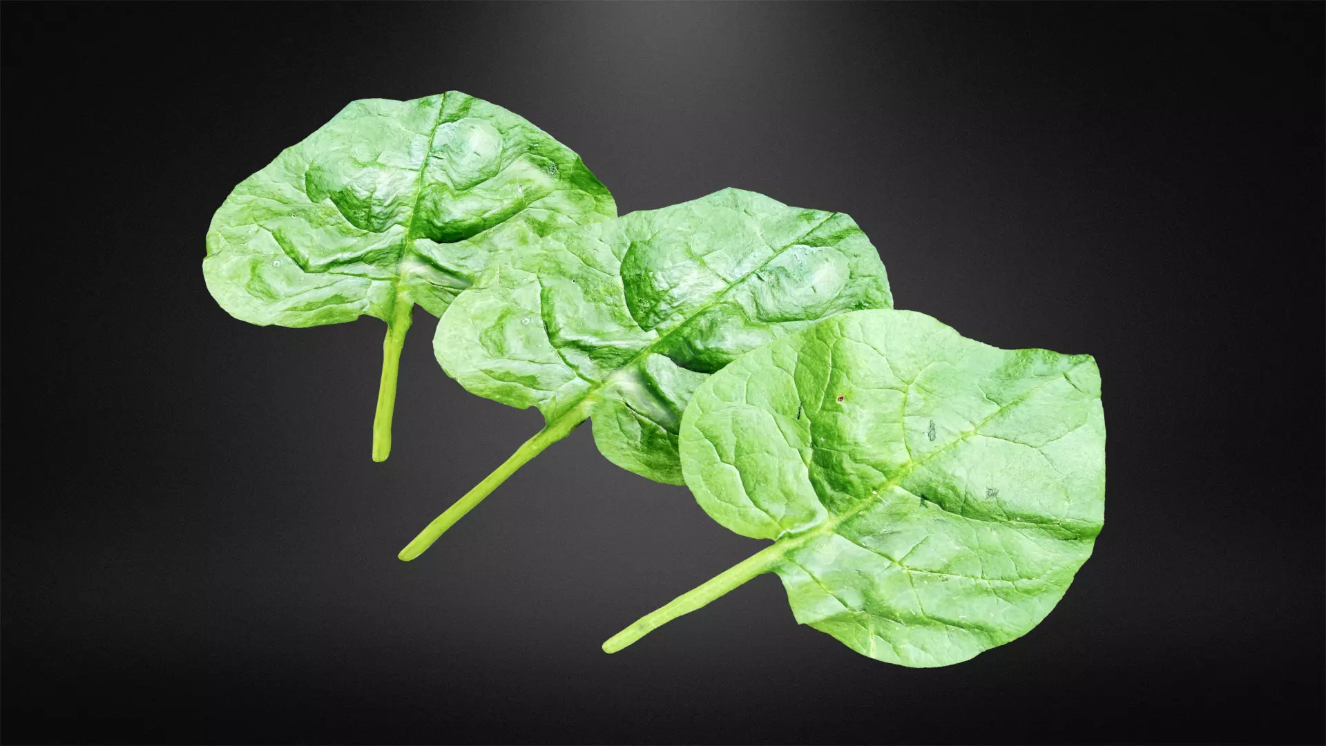 Spinach leaf of Low-poly 3D model_0