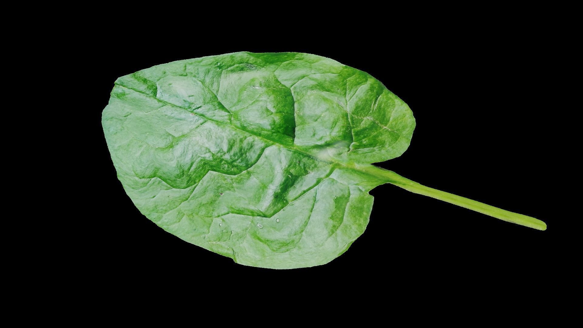 Spinach leaf of Low-poly 3D model_2