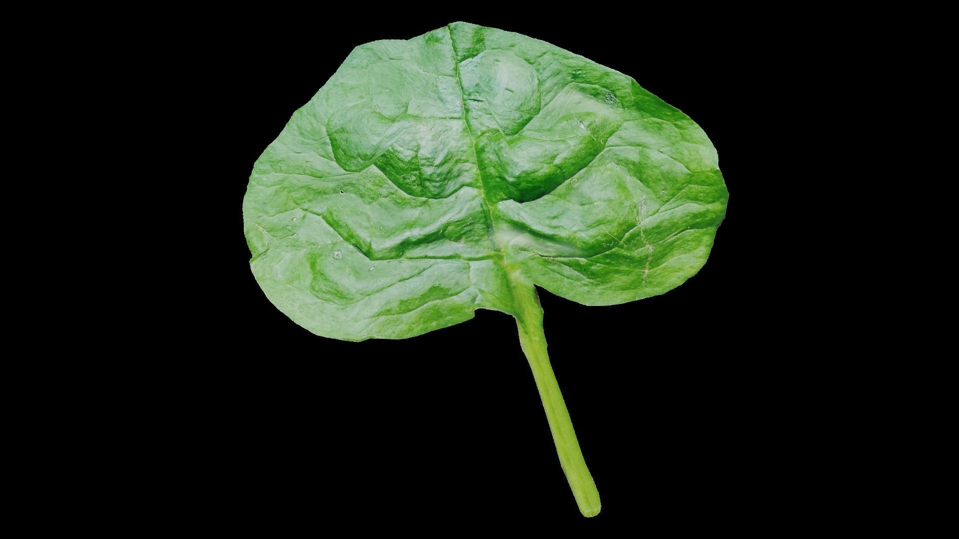 Spinach leaf of Low-poly 3D model_7