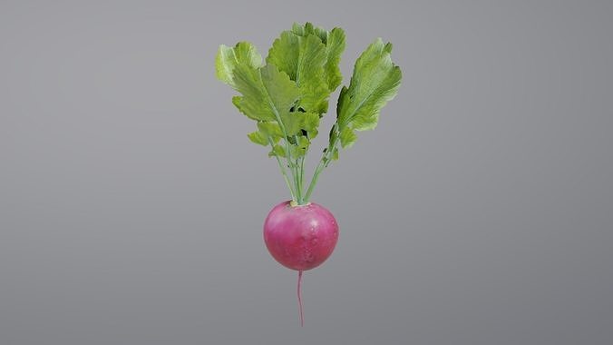 Radish Low-poly 3D model 3