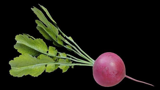 Radish Low-poly 3D model 2