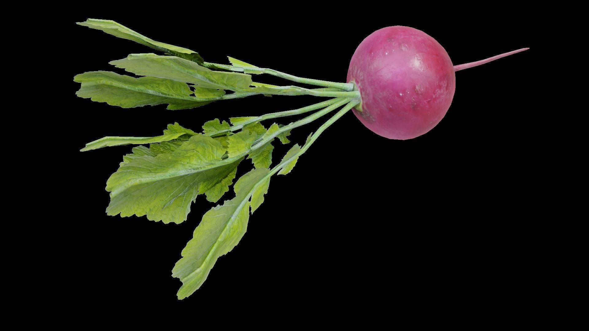 Radish Low-poly 3D model_7