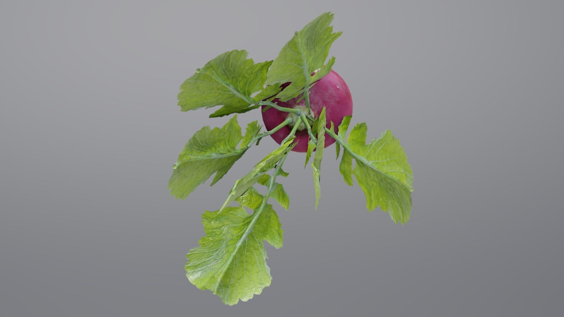 Radish Low-poly 3D model_8