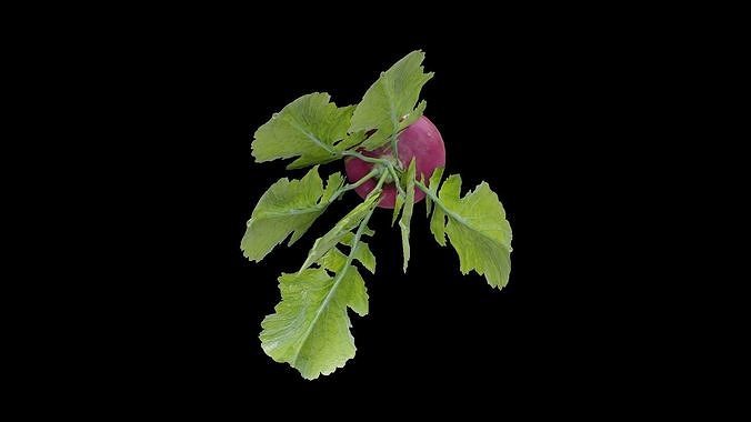 Radish Low-poly 3D model 6