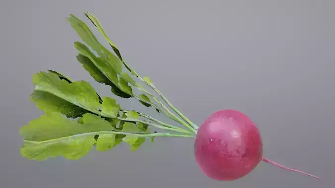 Radish Low-poly 3D model