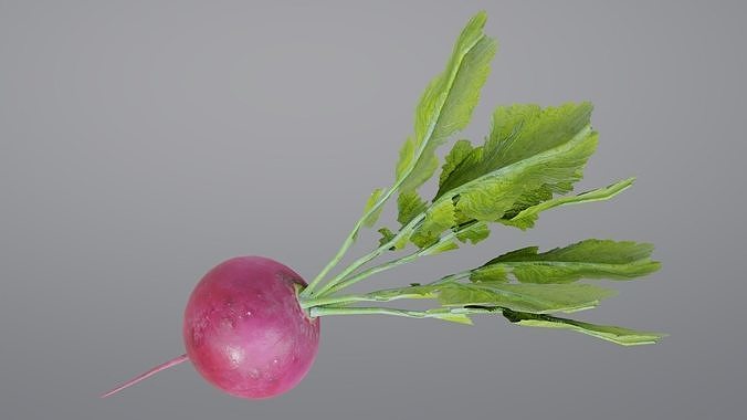 Radish Low-poly 3D model 5