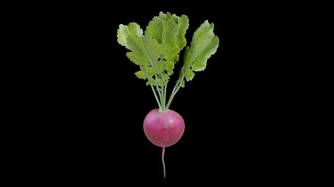 Radish Low-poly 3D model 4