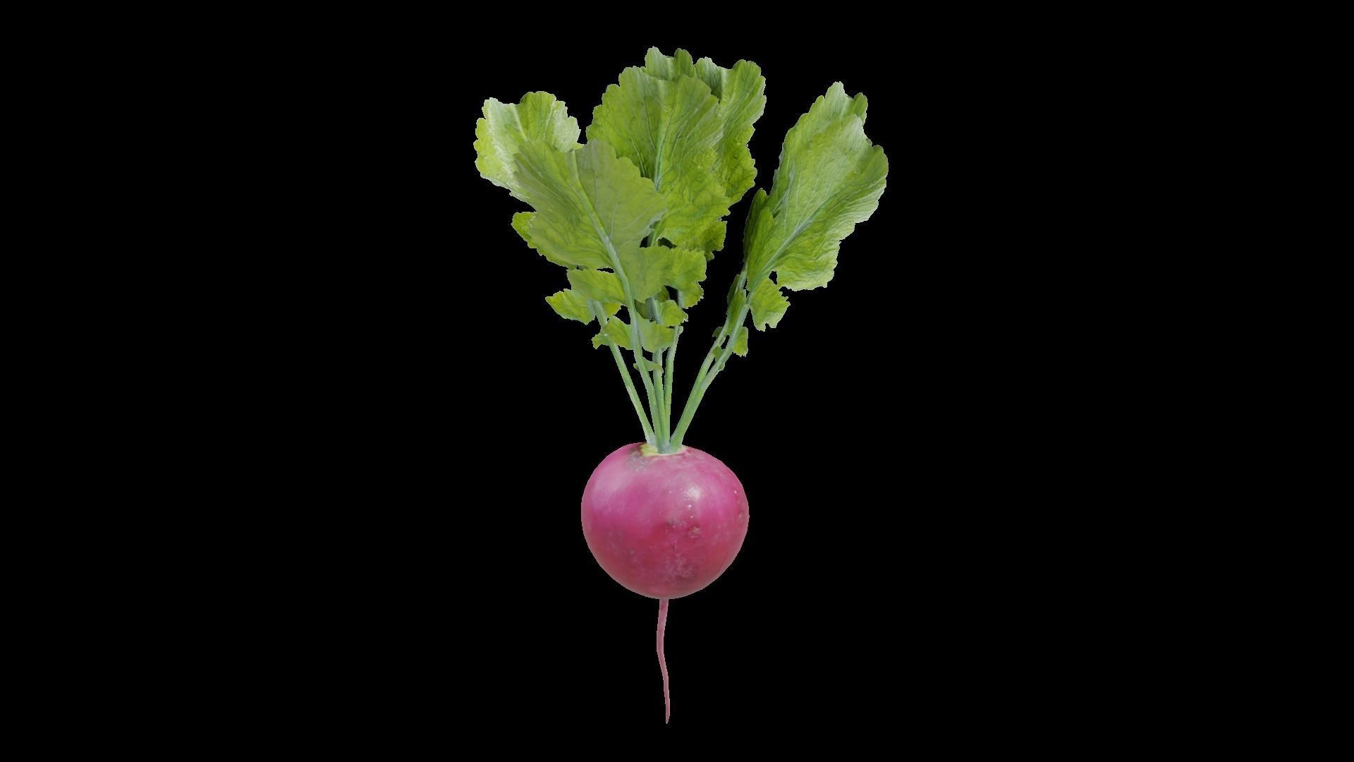 Radish Low-poly 3D model_3