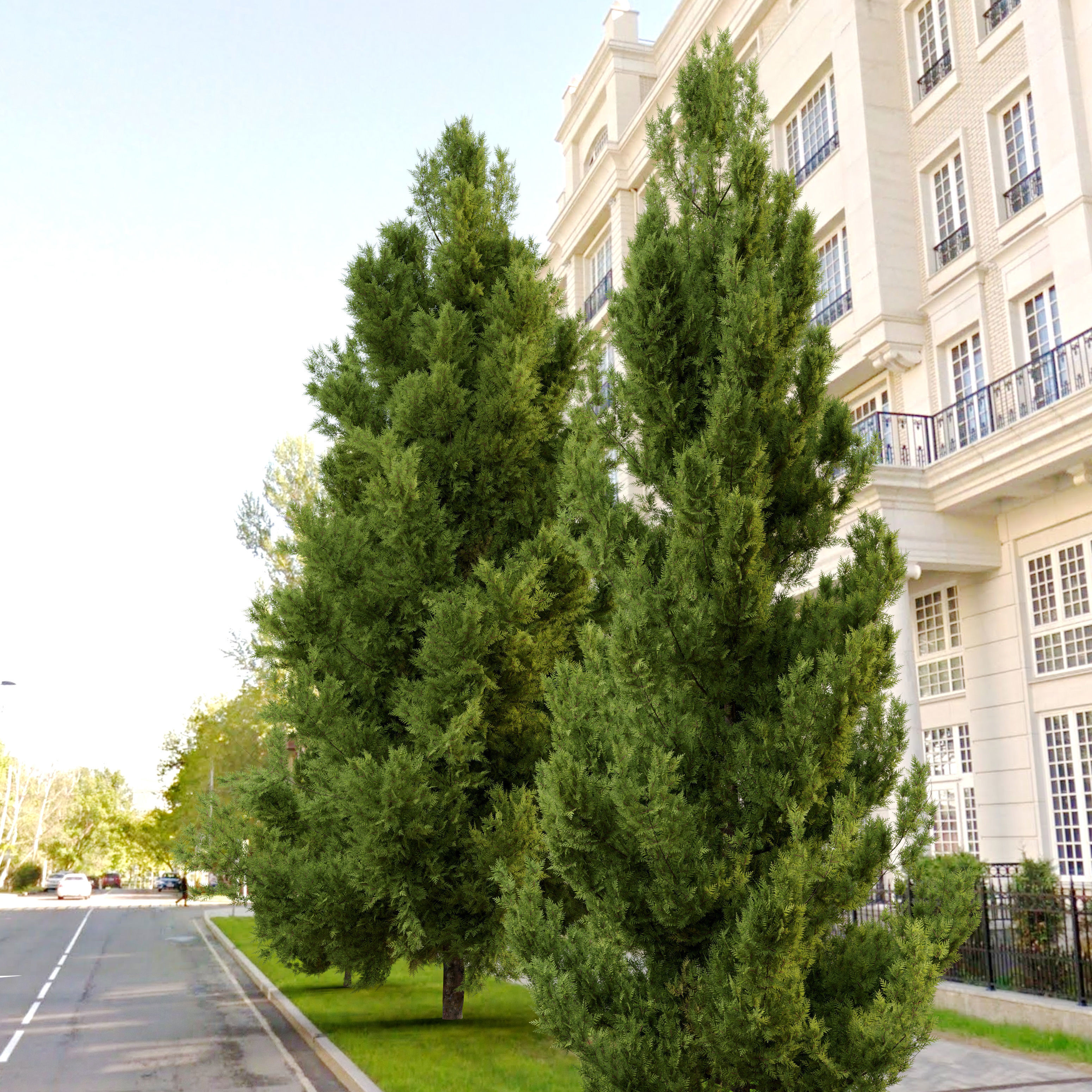 Leyland cypress 3D model_1