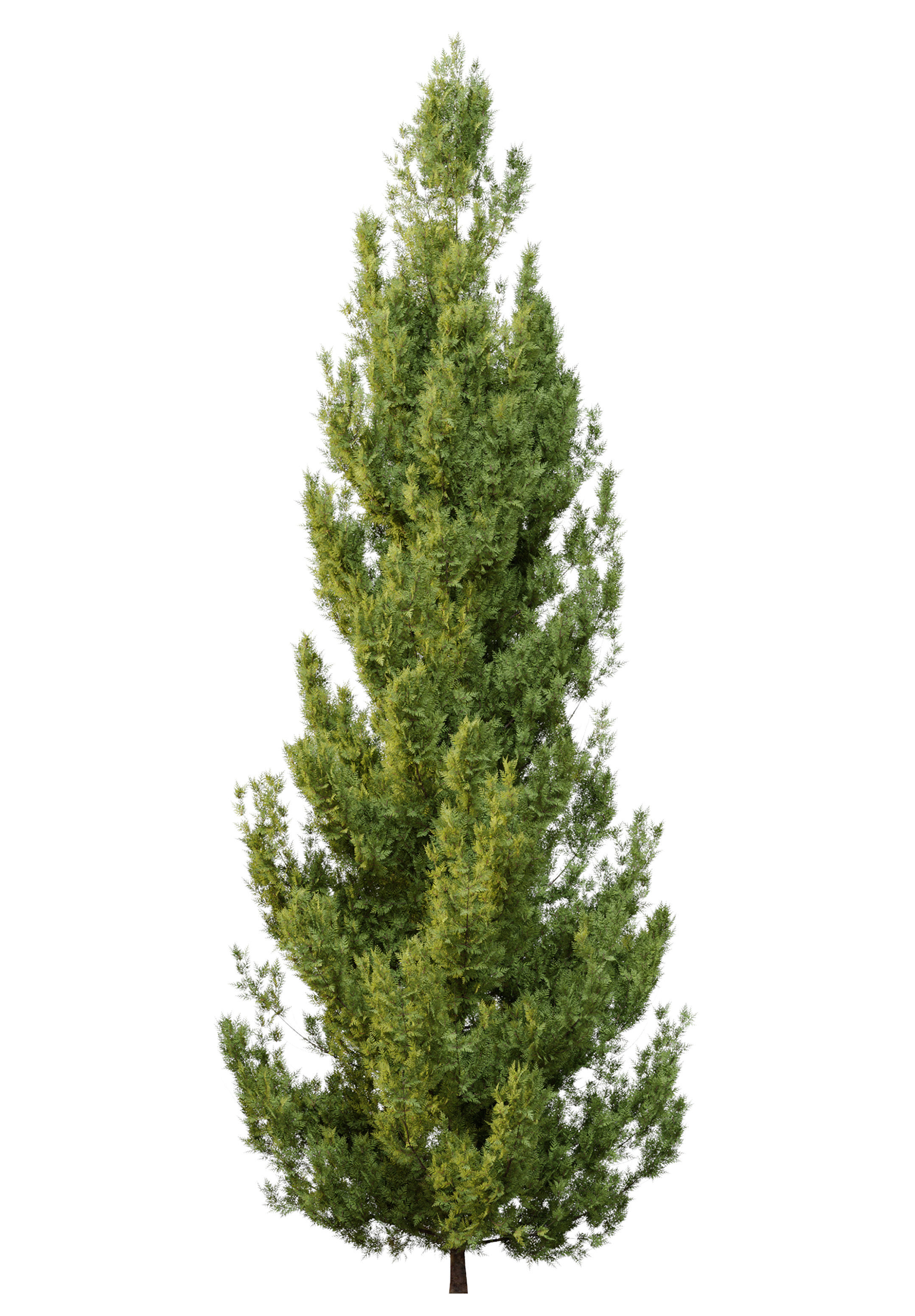 Leyland cypress 3D model_5