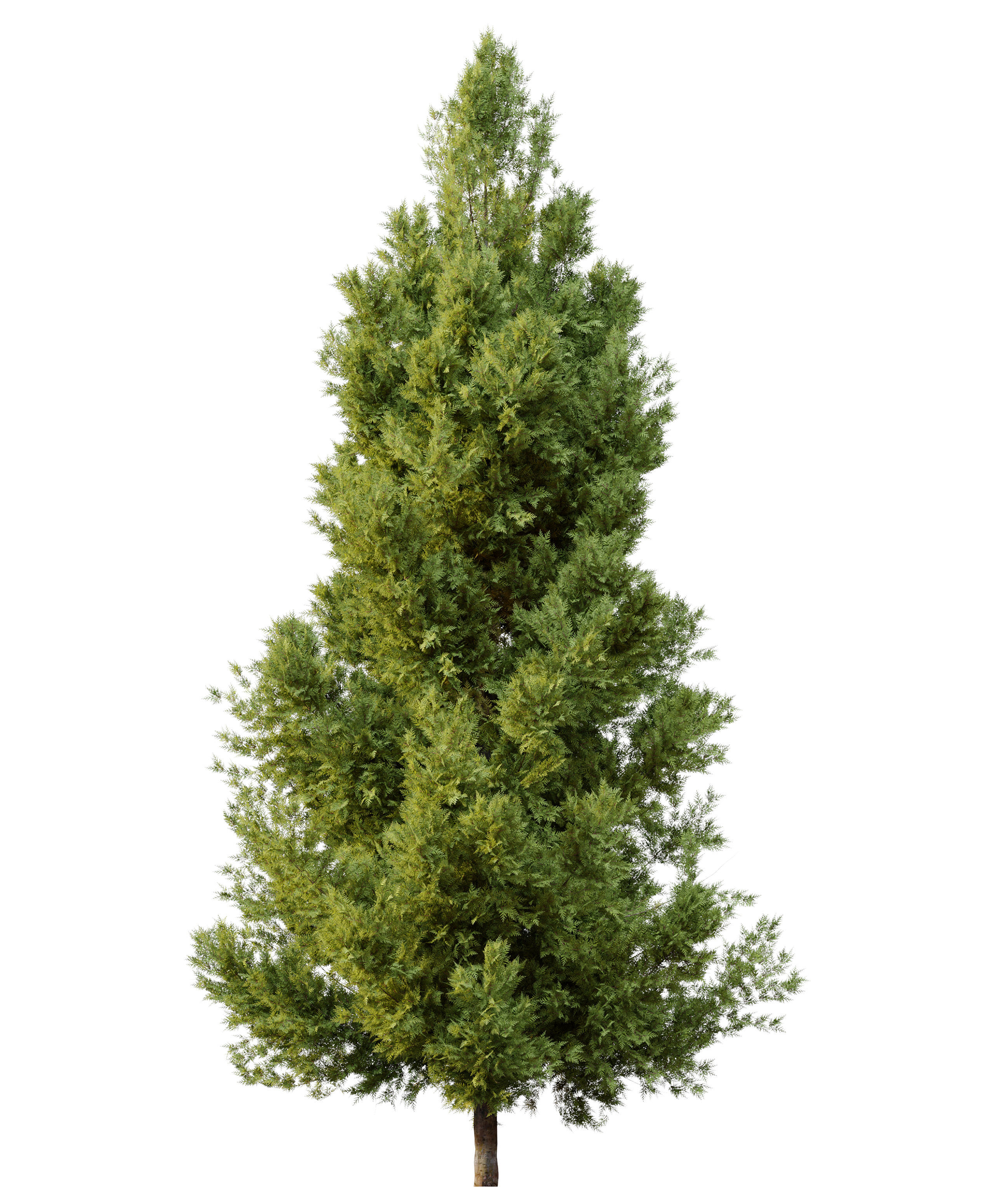Leyland cypress 3D model_4
