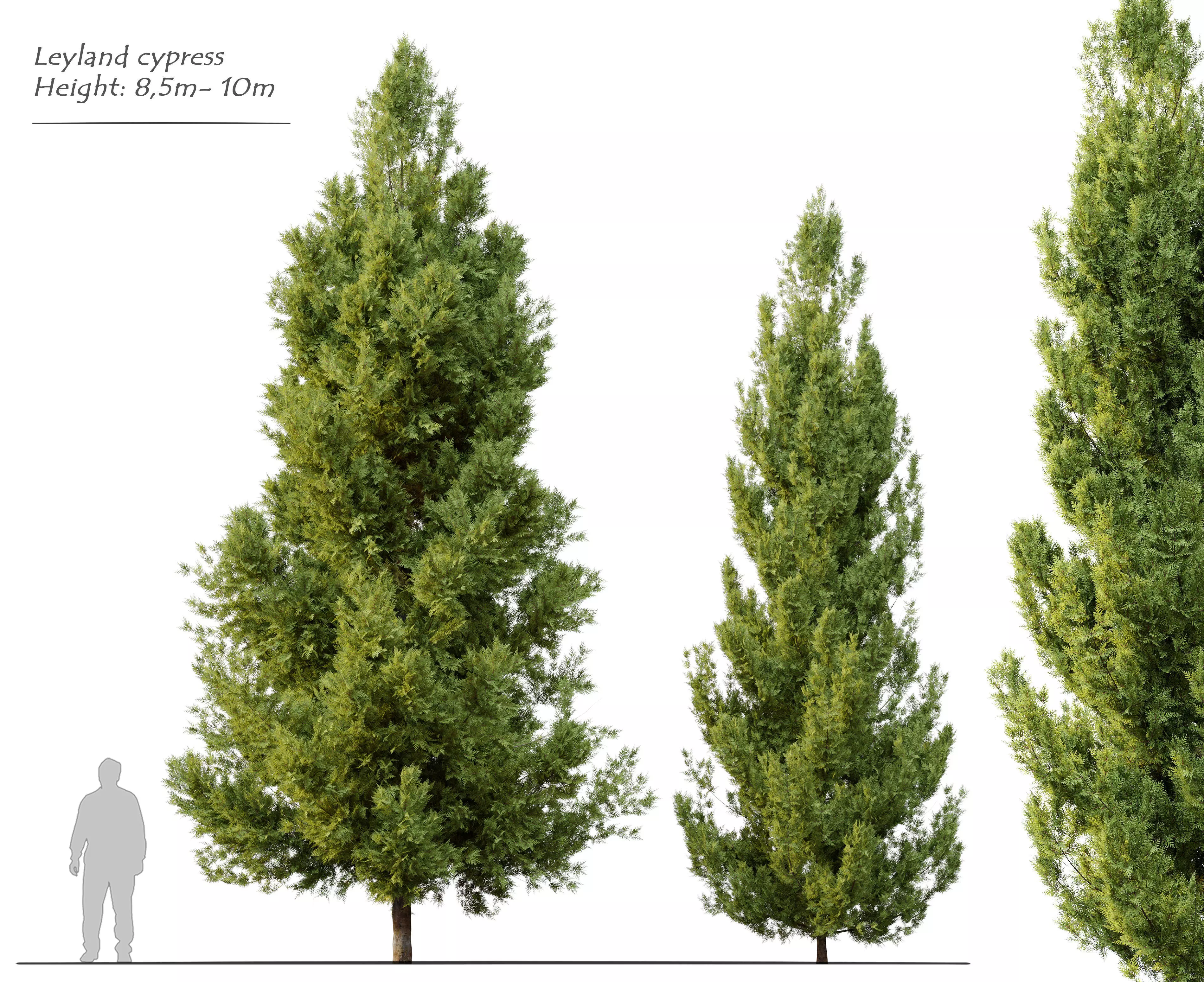 Leyland cypress 3D model_0