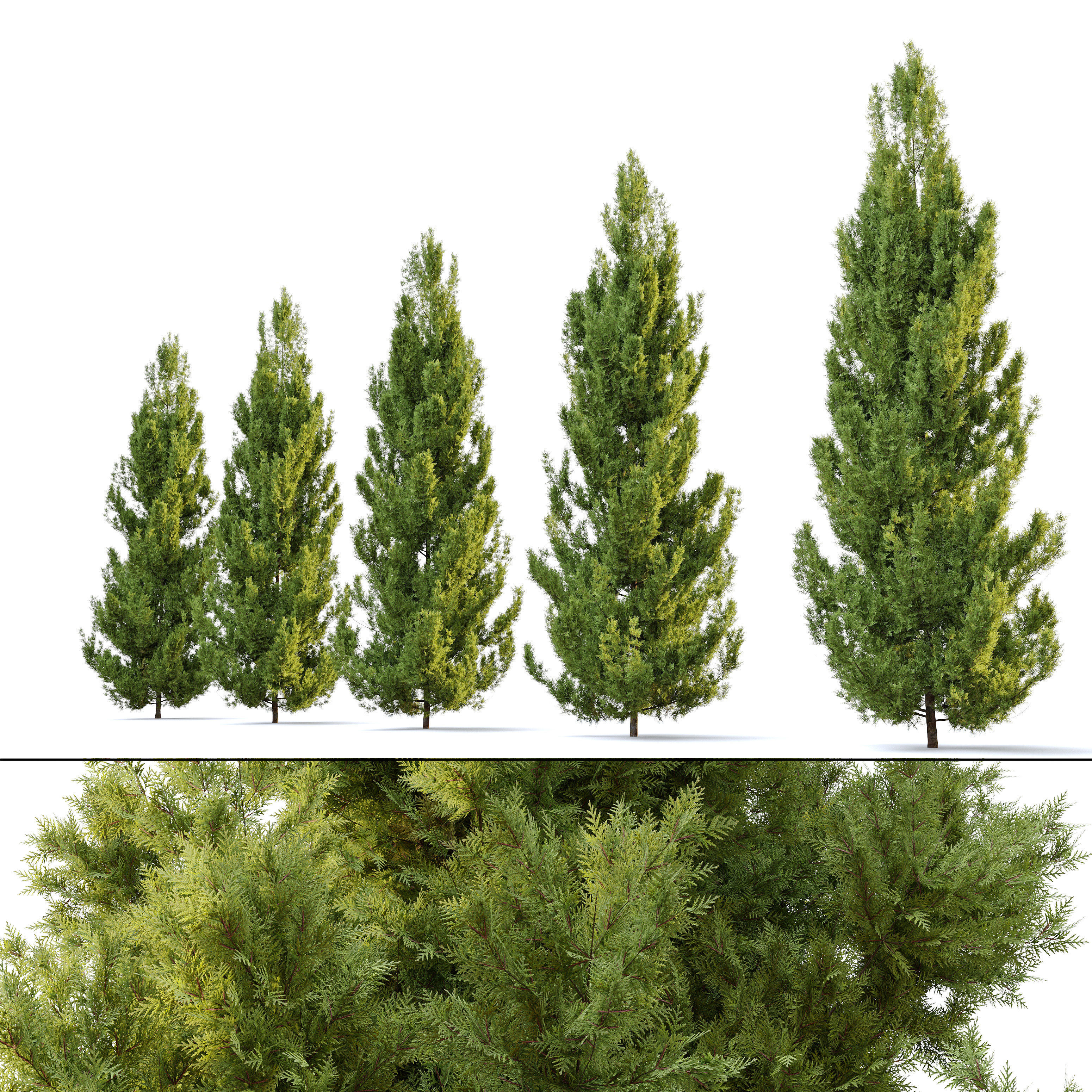 Leyland cypress 3D model_2