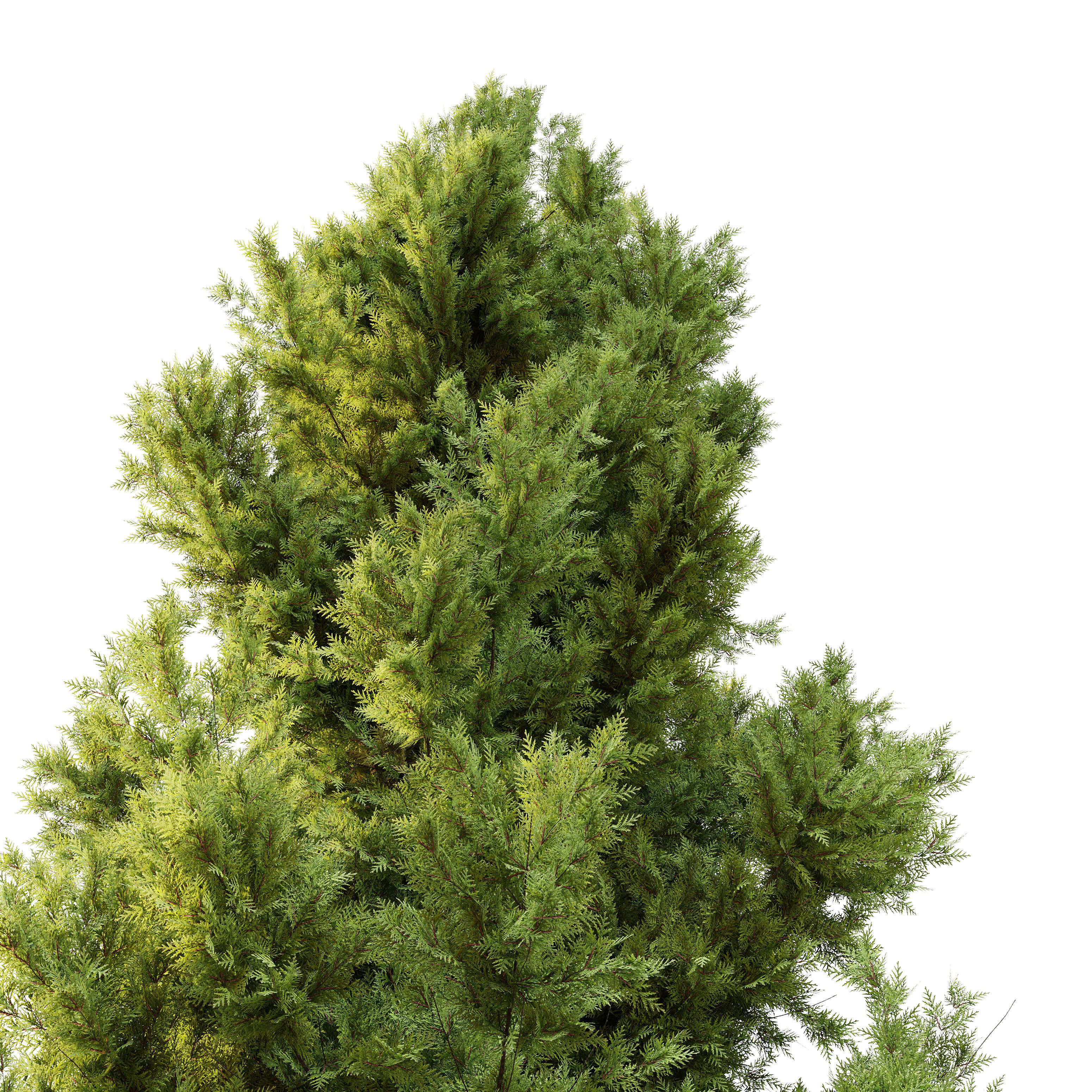 Leyland cypress 3D model_3