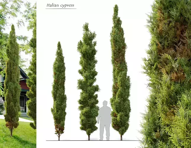Italian cypress