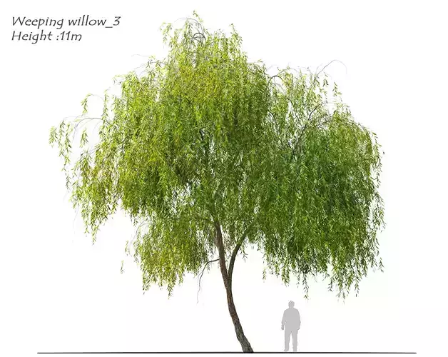 Weeping willow 3
