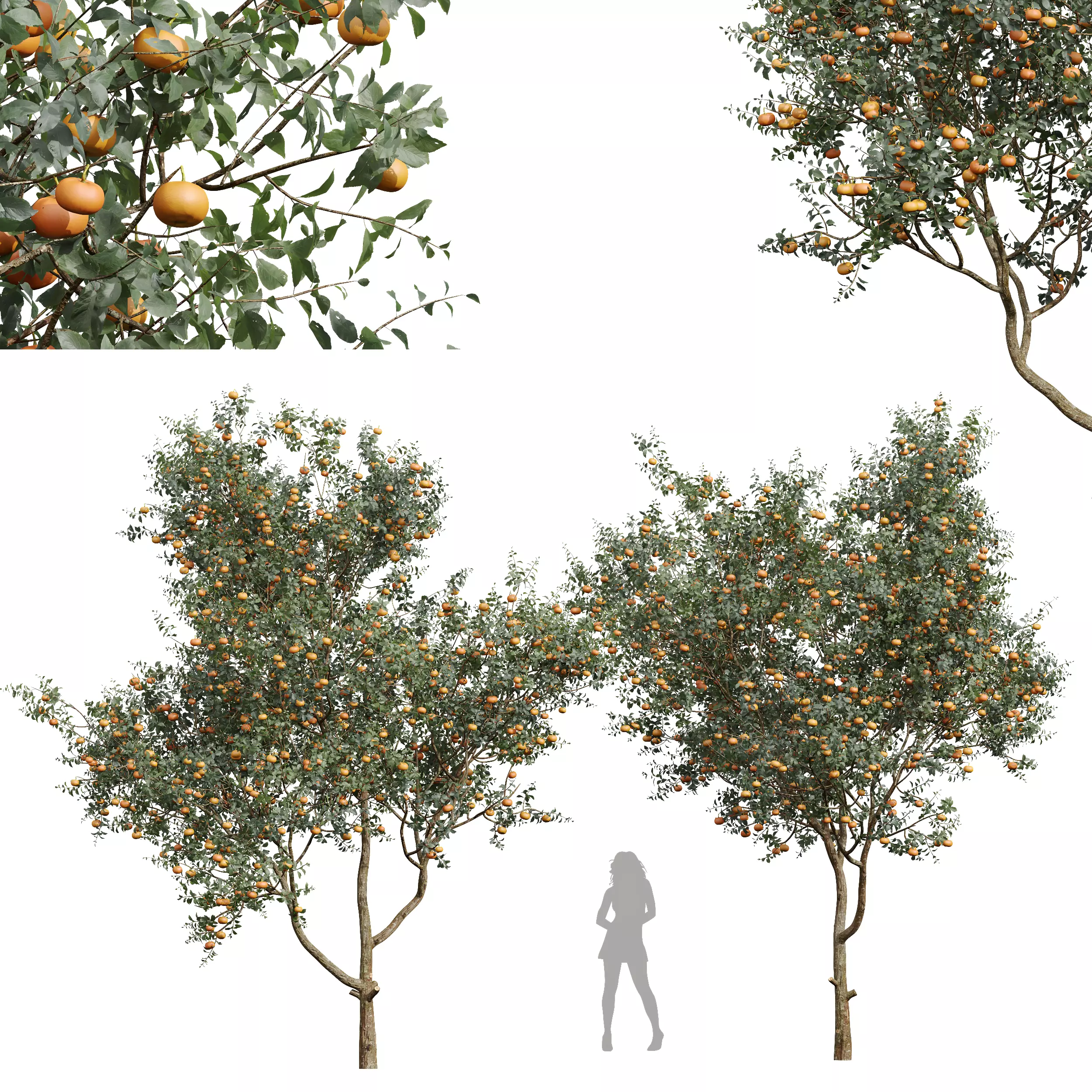 Citrus Dancy Mandarin Tangerine Fruit Tree 3D model