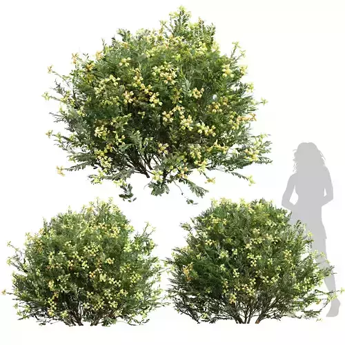 New Plant Coronilla Valentina Glauca Flower Bush 3D model