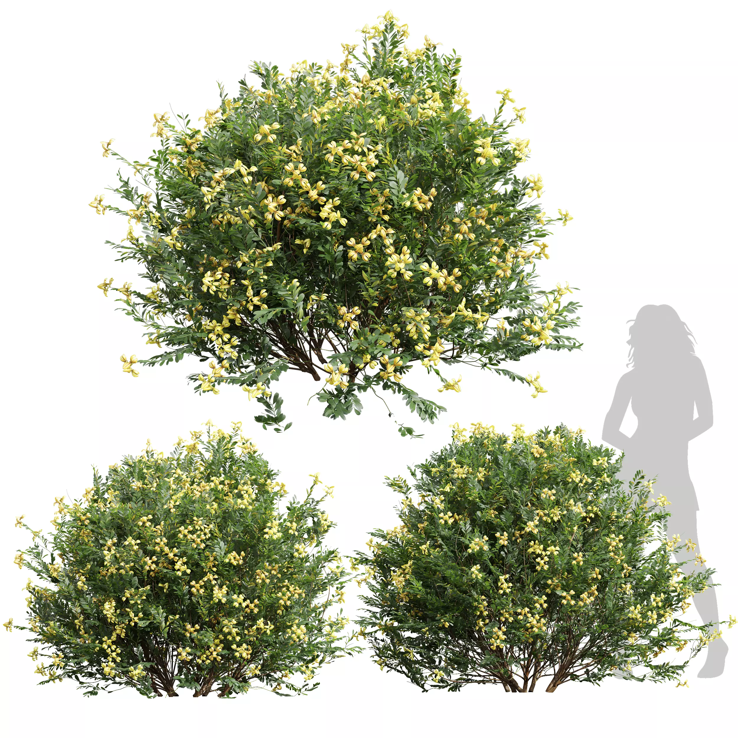 New Plant Coronilla Valentina Glauca Flower Bush 3D model_0