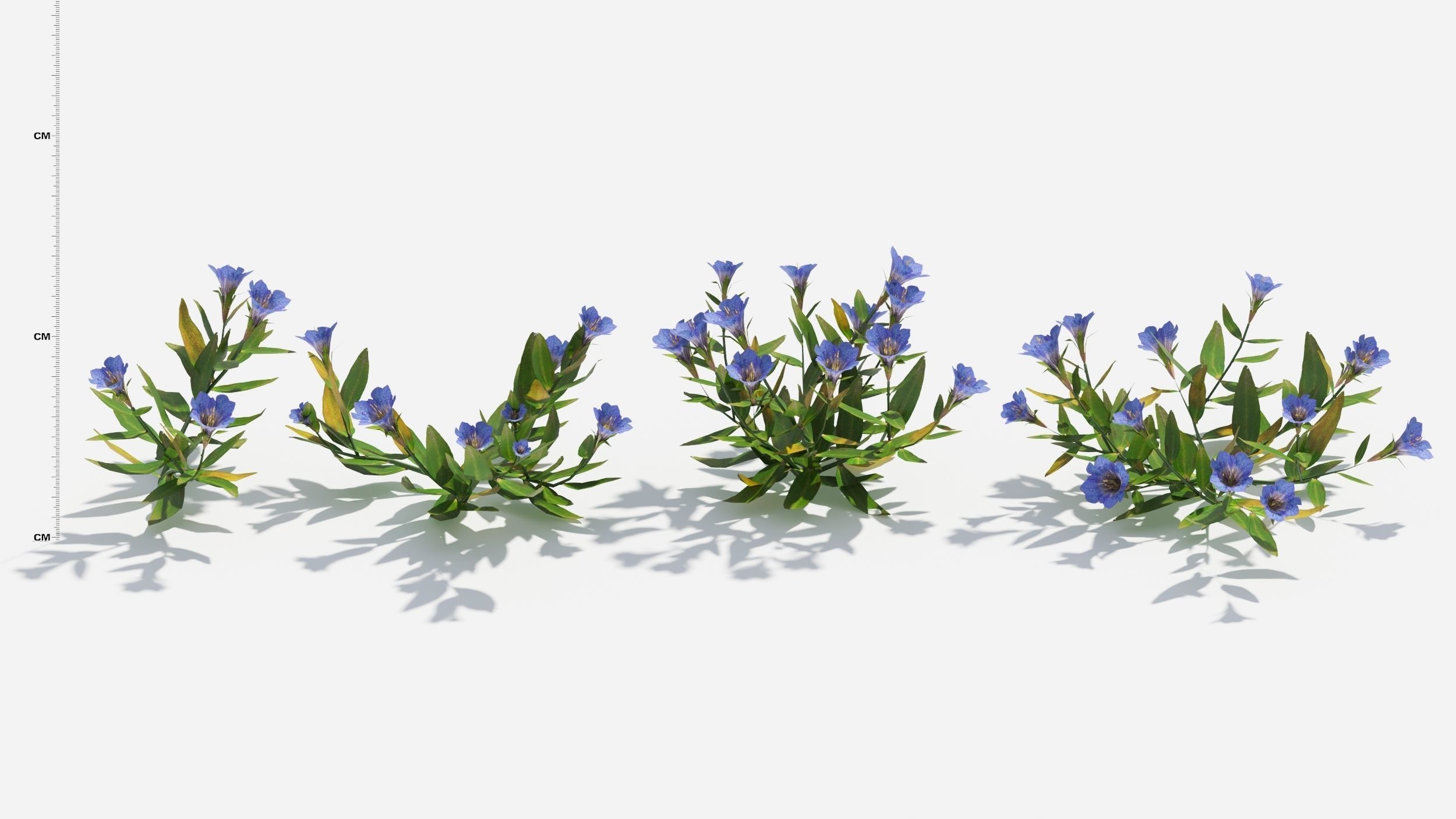 Gentiana Flower 3D model_1