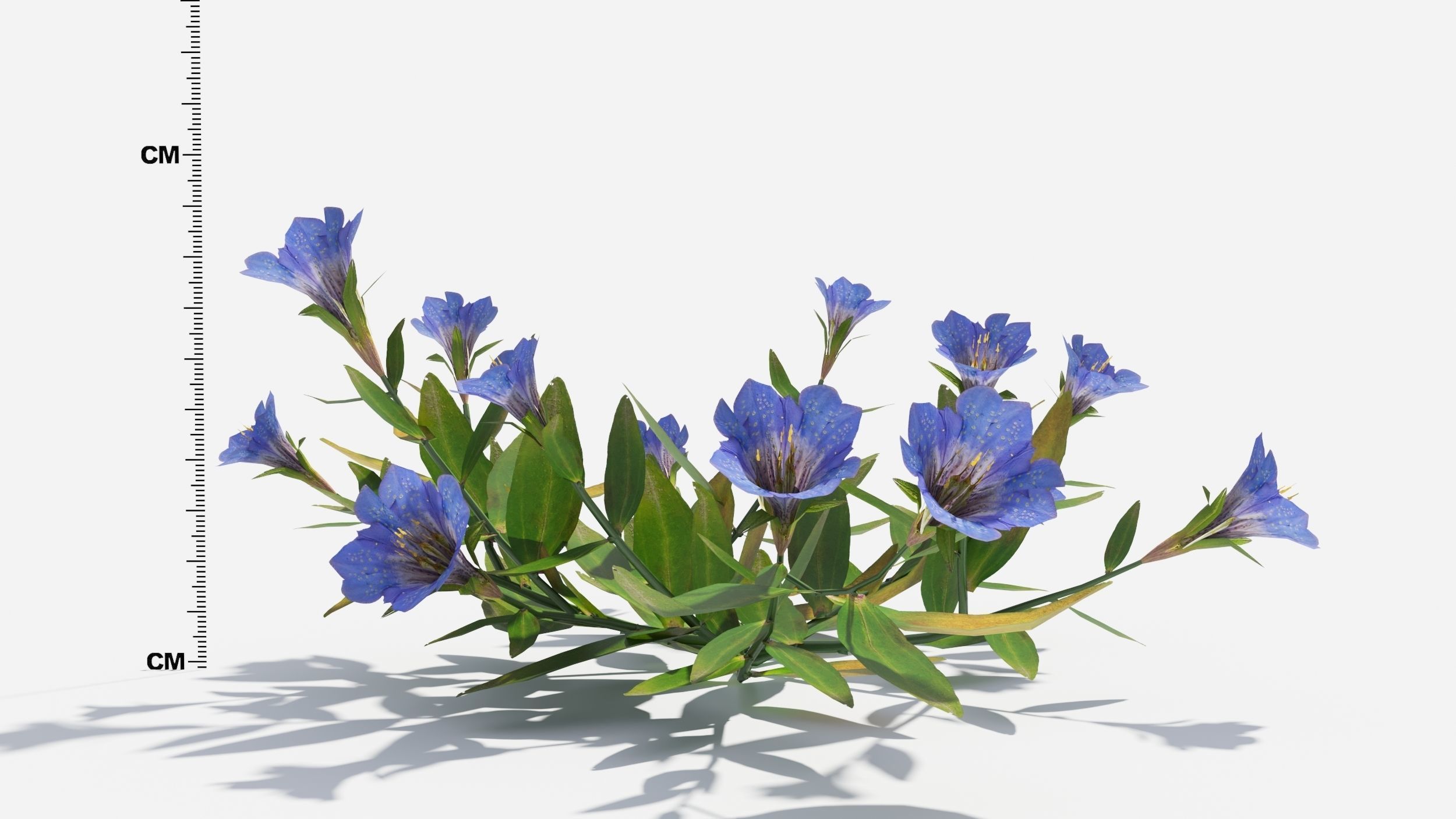 Gentiana Flower 3D model_6
