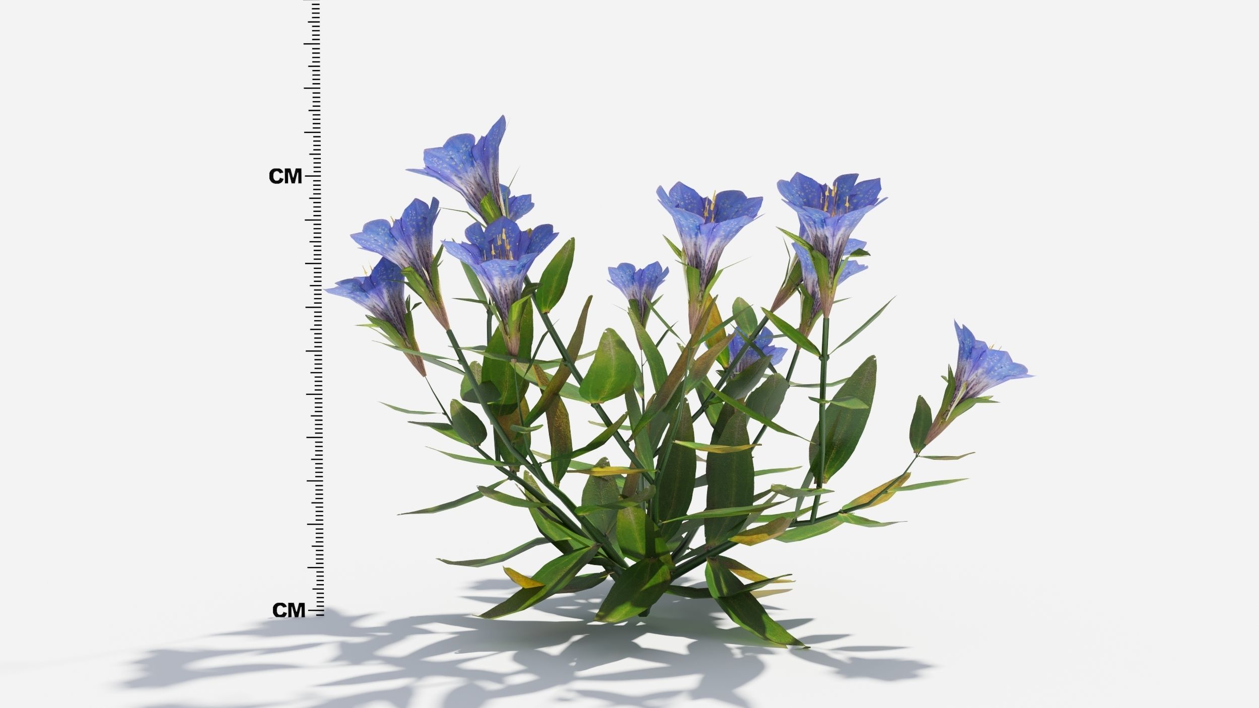 Gentiana Flower 3D model_5