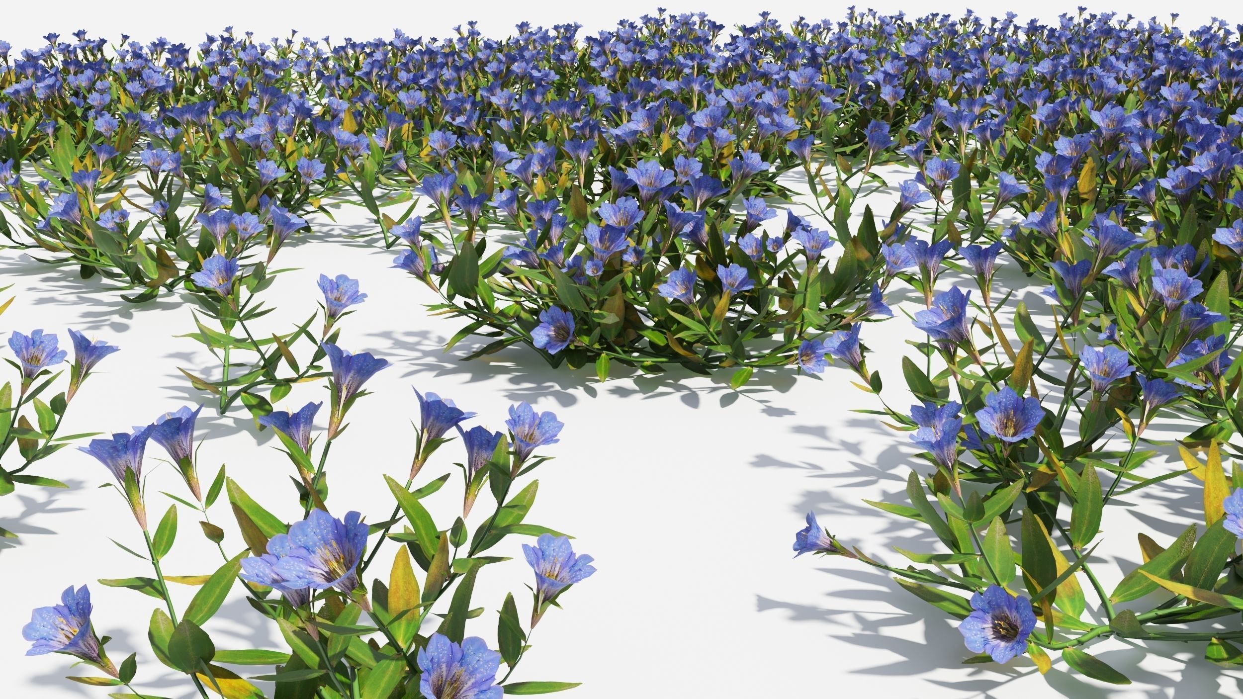 Gentiana Flower 3D model_8
