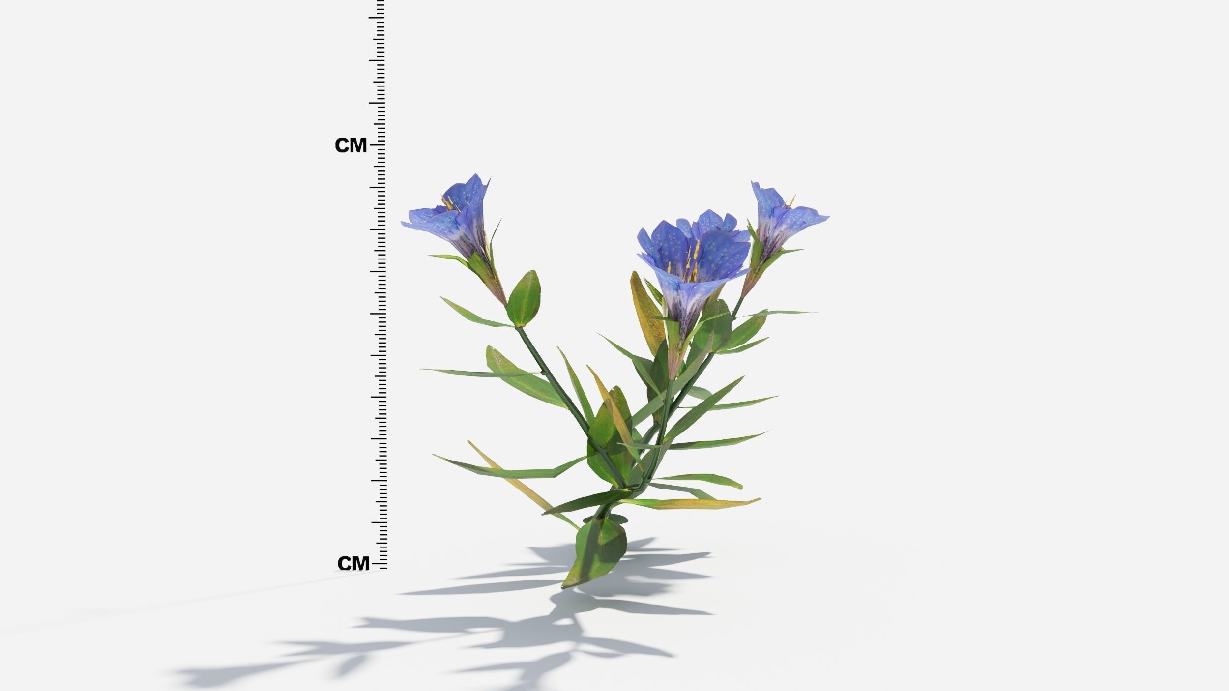 Gentiana Flower 3D model_3