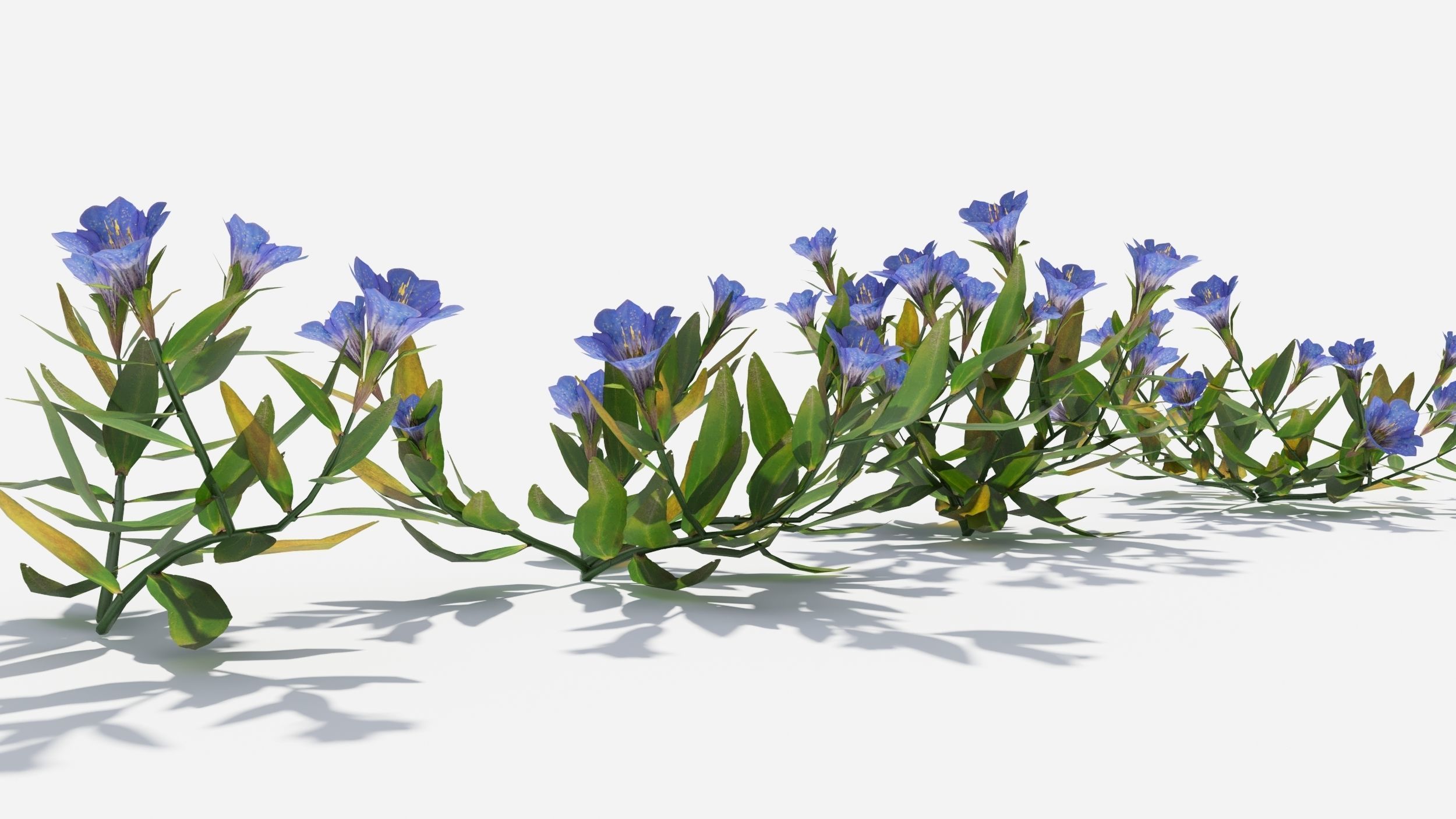 Gentiana Flower 3D model_2
