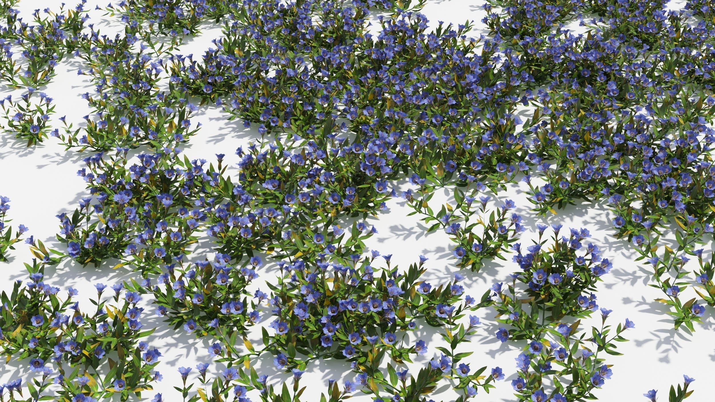 Gentiana Flower 3D model_7