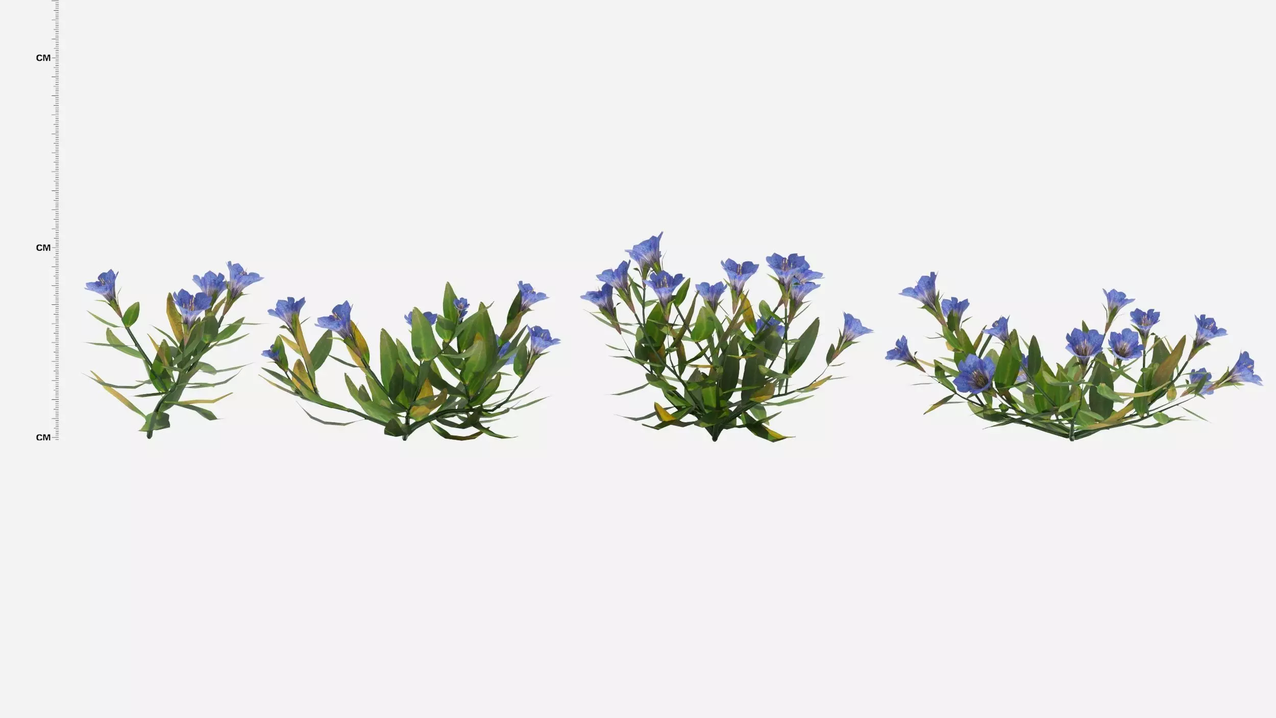 Gentiana Flower 3D model_0