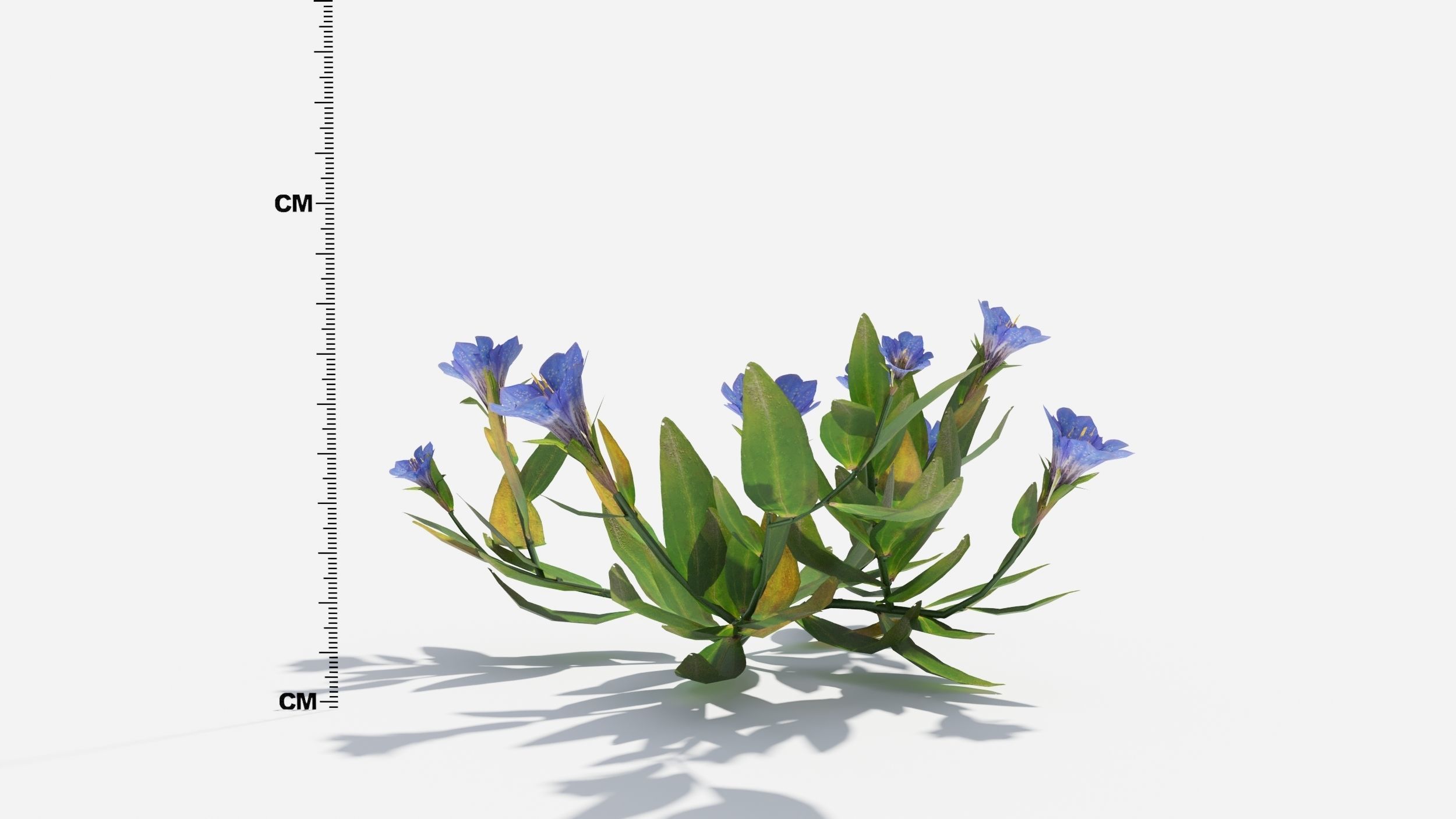 Gentiana Flower 3D model_4