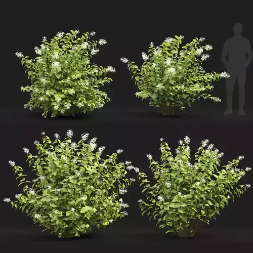 Hydrangea Great Star 01