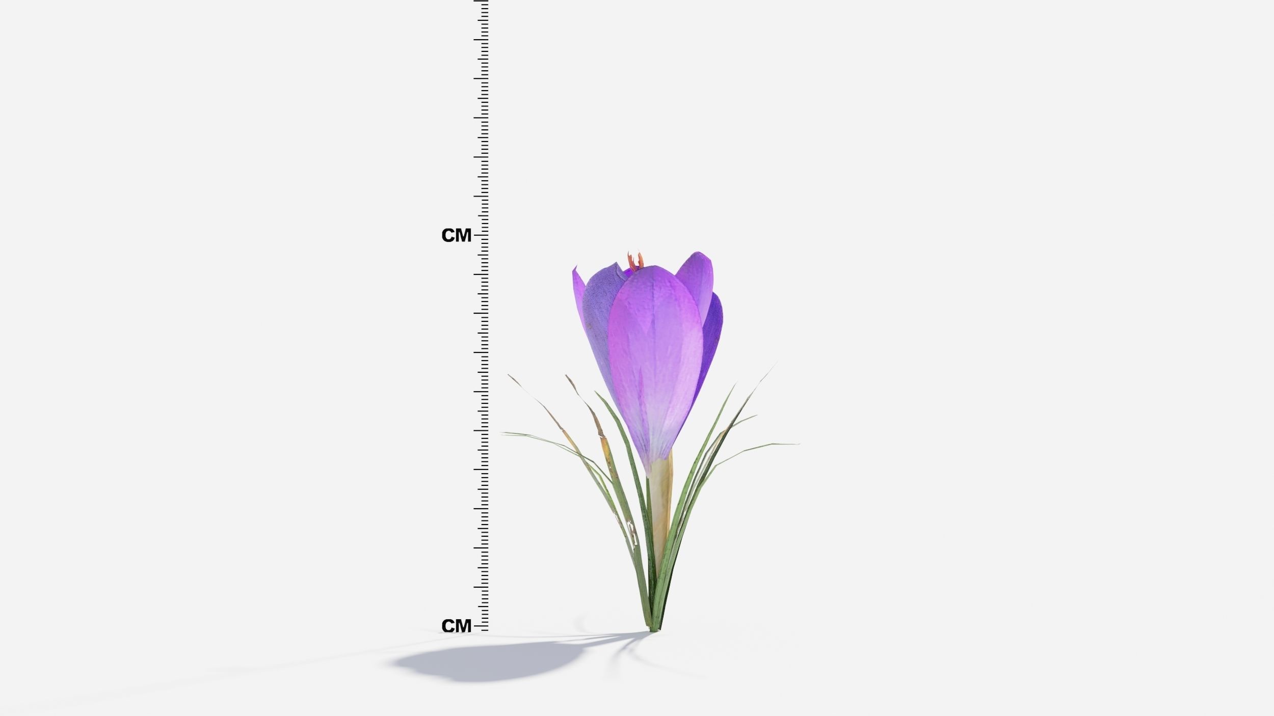 Crocus Flower 3D model_4