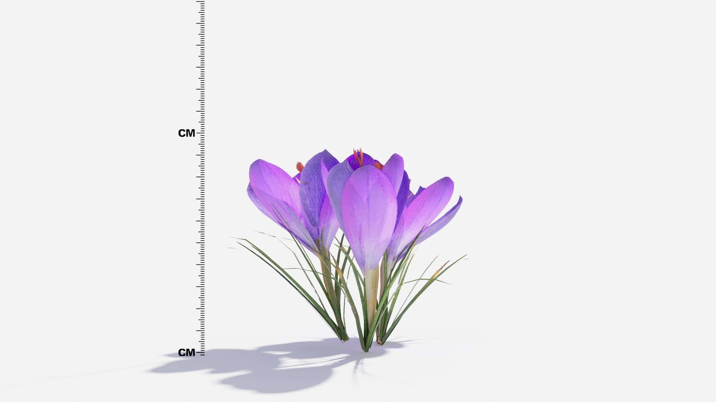 Crocus Flower 3D model_6