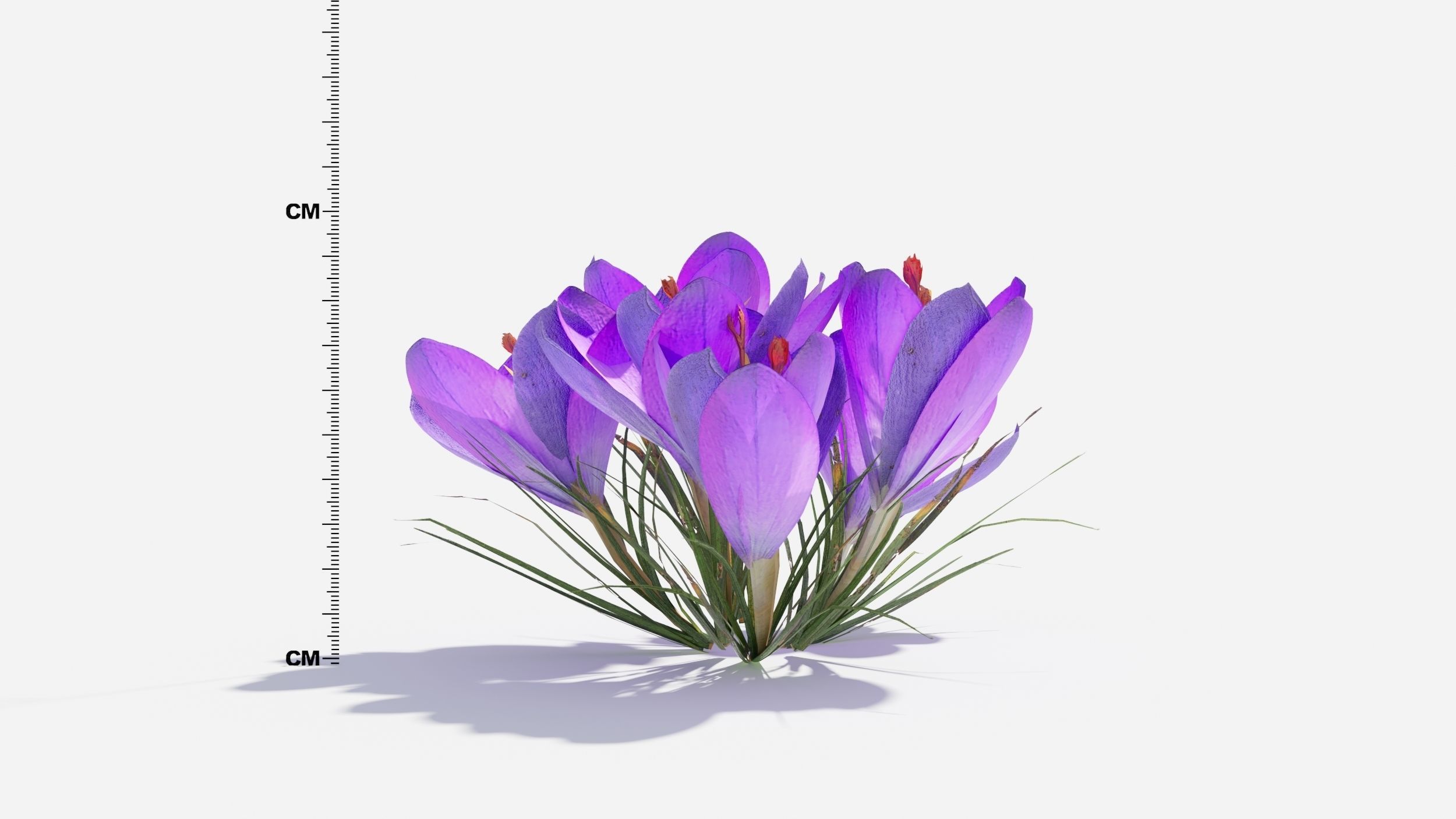 Crocus Flower 3D model_7