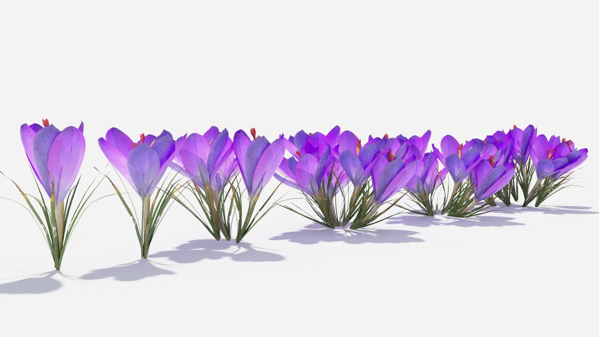 Crocus Flower 3D model_2