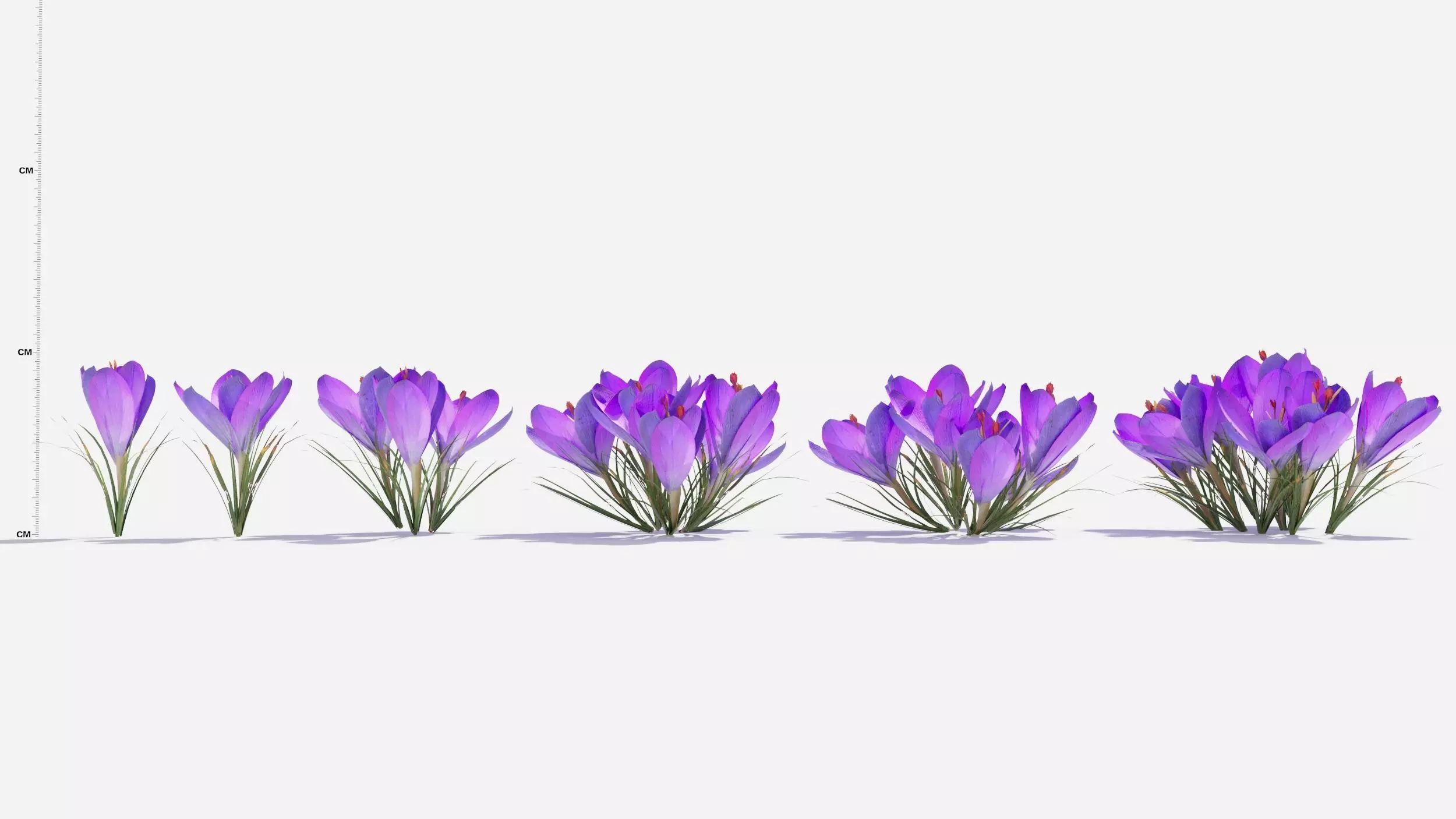 Crocus Flower 3D model_0