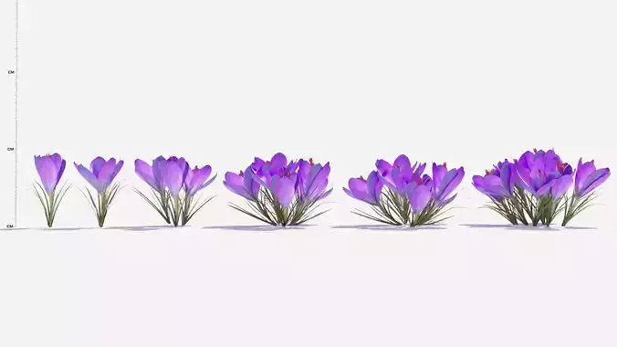 Crocus Flower 3D model