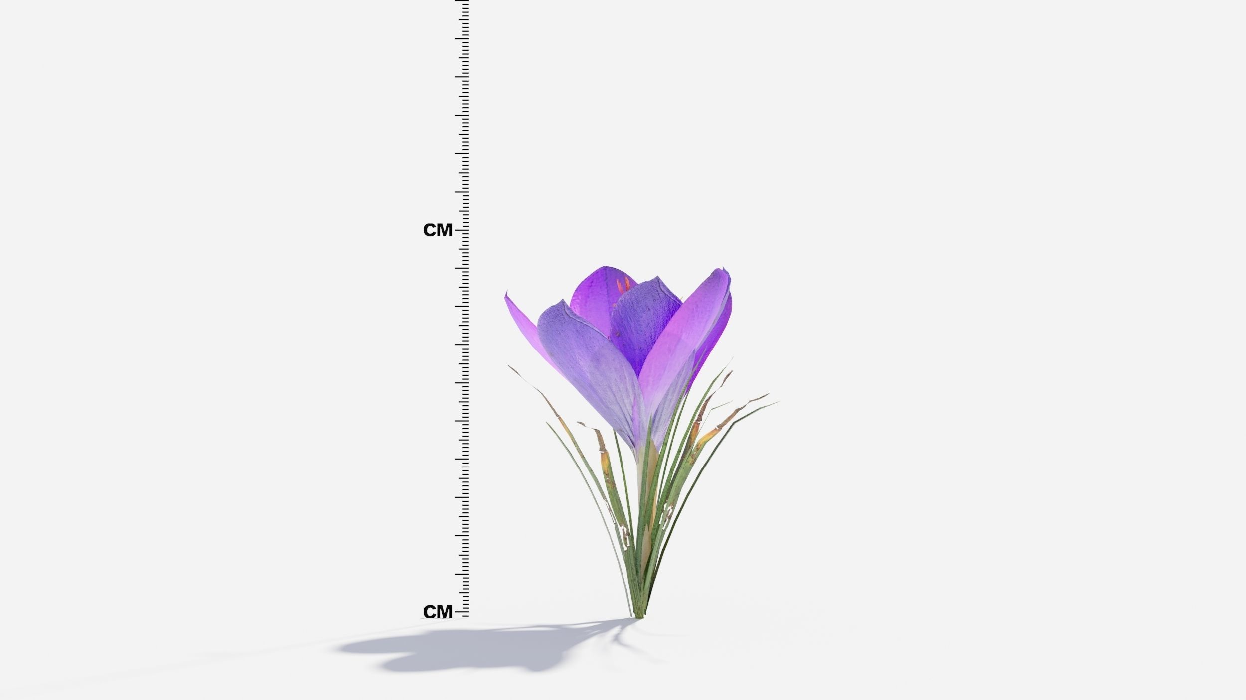 Crocus Flower 3D model_5