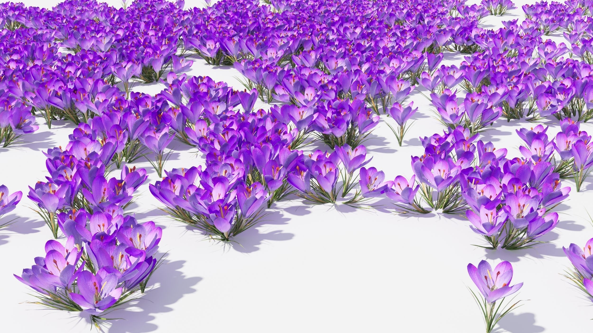 Crocus Flower 3D model_9